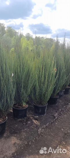 Можжевельник блю эрроу