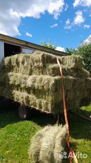 Сено в тюках 1 укос