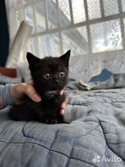 Котятки в добрые руки