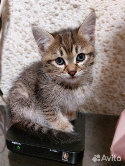 Котята