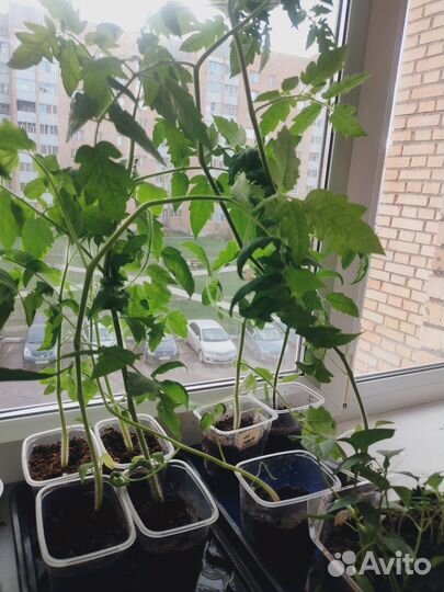 Рассада помидоров томатов