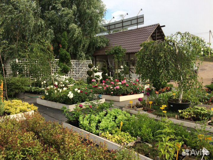 Хвойные деревья и кустарники