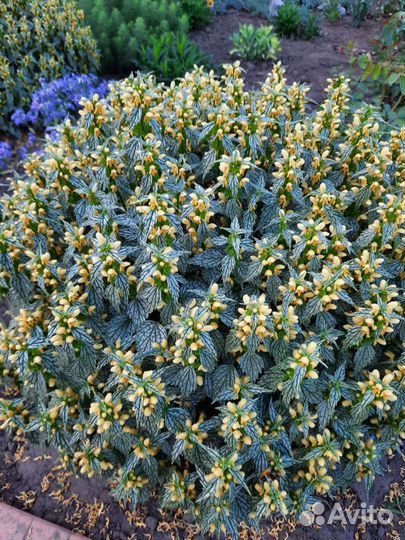 Садовые многолетники