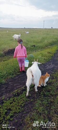 Коза дойная