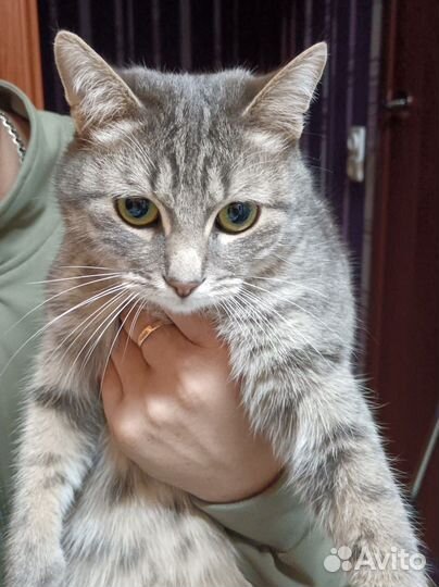 Отдам кота в добрые руки