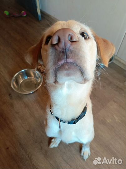 Собака в добрые руки