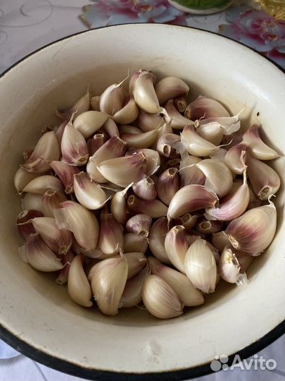 Яровой чеснок