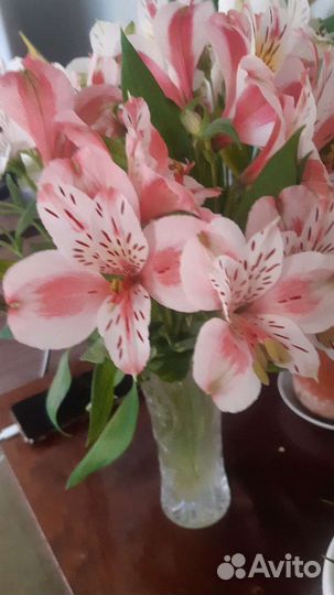 Альстромерия цвиты