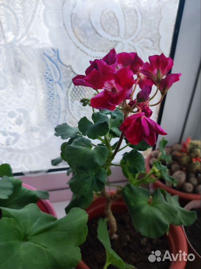 Герань пеларгония