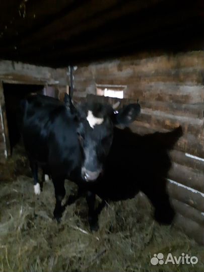 Тёлка стельная