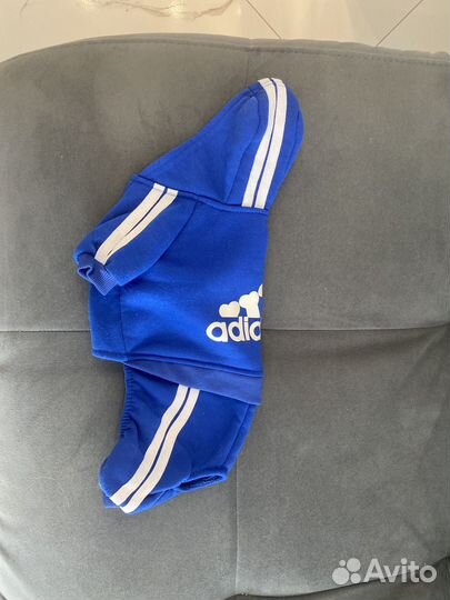 Одежда для маленькой собачки