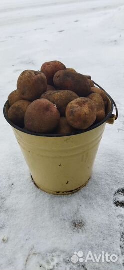 Продам картофель