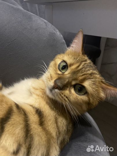 Кошечка Габи