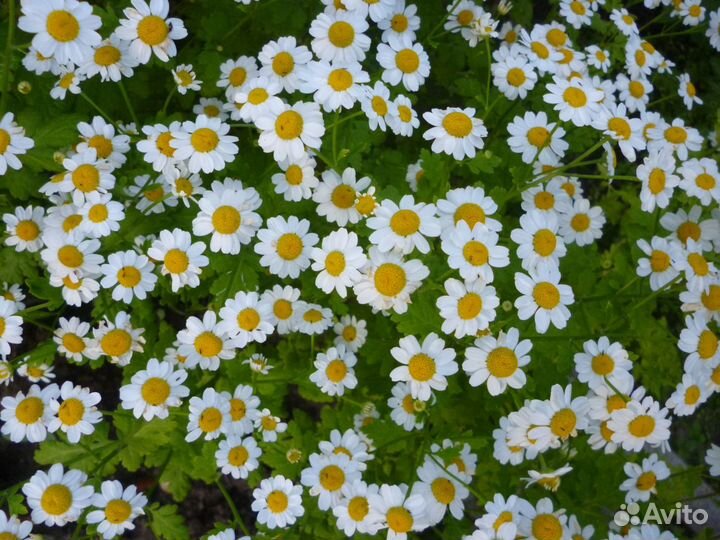 Астры,купена, злаки, молочай, дицентра