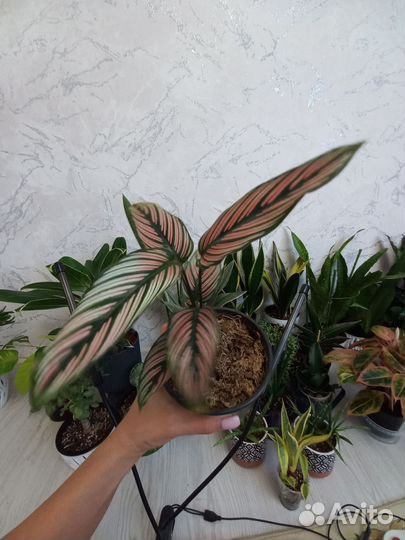 Калатея white стар