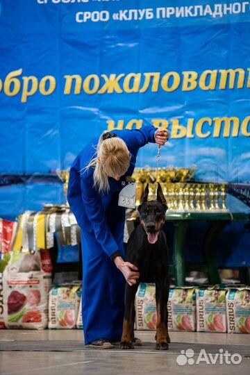 Доберман, щенки