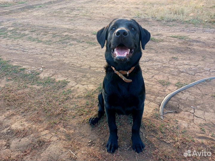 Отдам в добрые руки лабрадора