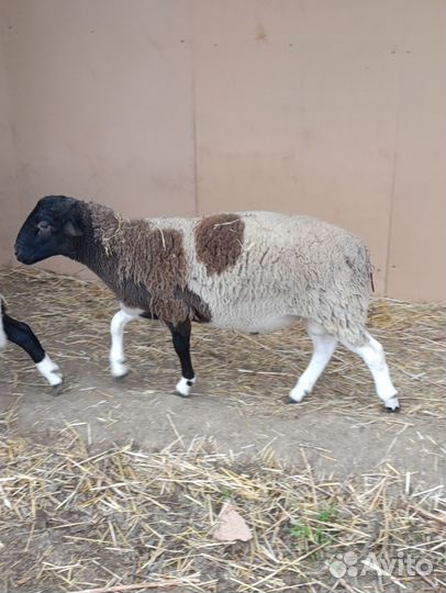 Бараны дорпер