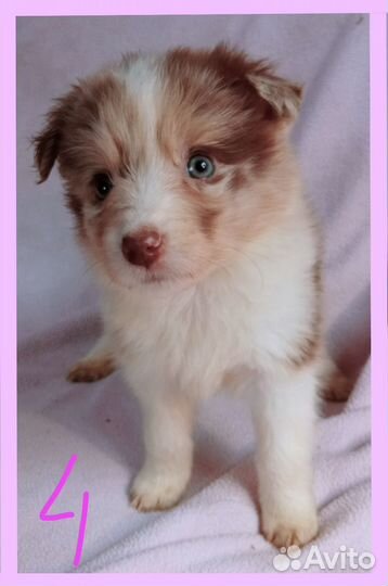 Щенки бордер колли