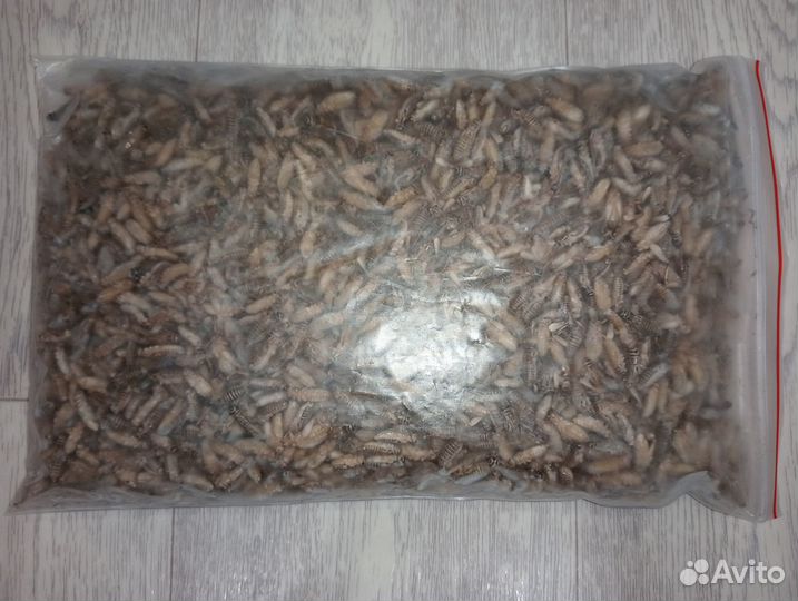 Замороженные сверчки