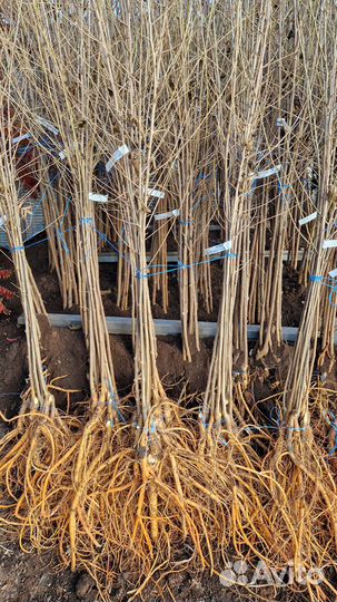 Саженцы шелковица