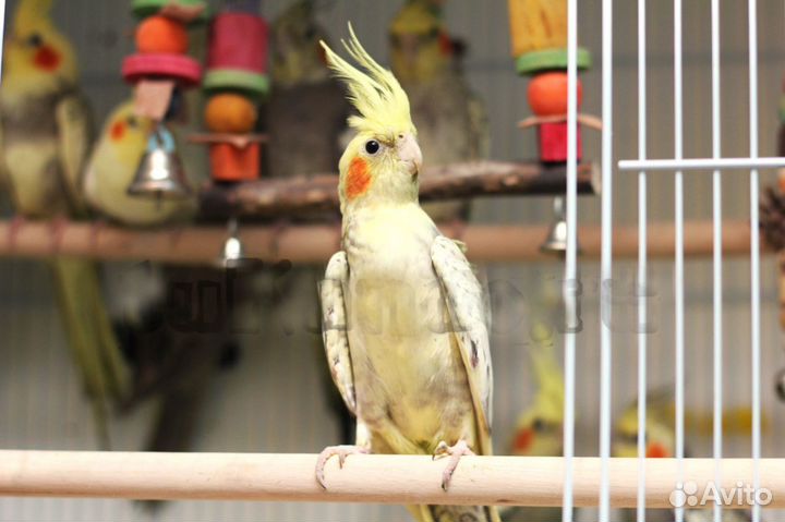 Корелла попугаи птенцы