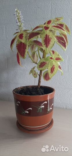 Горшки керамические с комнатными растениями