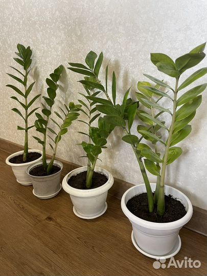 Замиокулькас