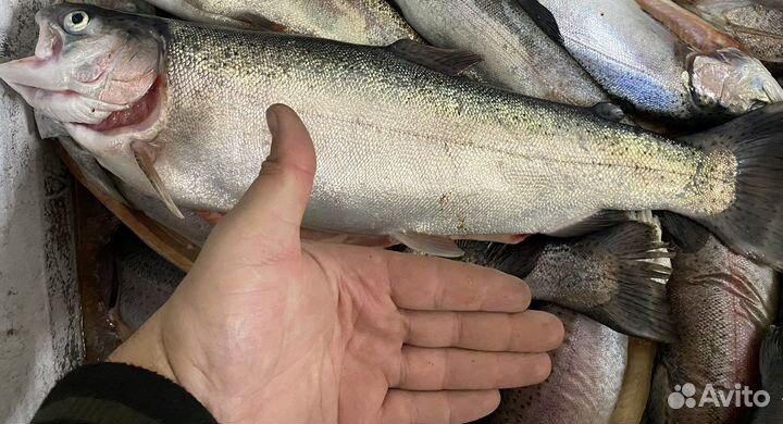 Форель радужна, рыба живая, малек форели