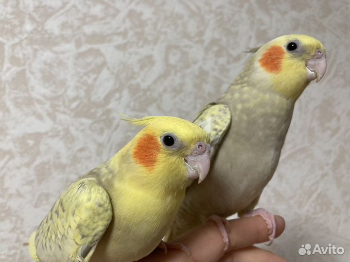 Ручные птенцы попугая корелла в наличии