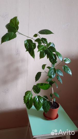 Гибискус китайская роза