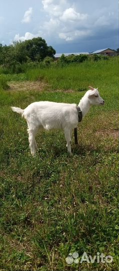 Козочки 2 месяца