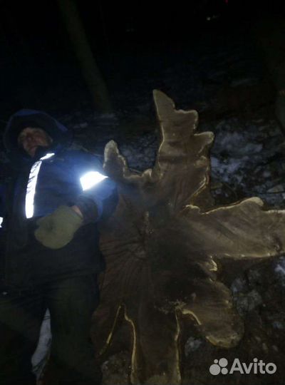 Спил корня дуба