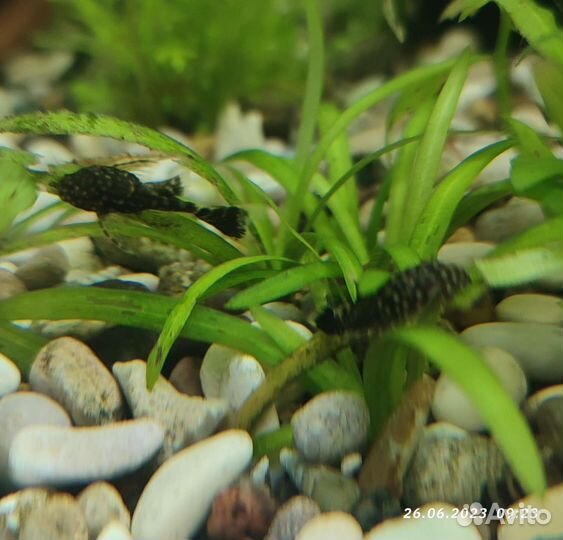 Анцитрусы вуалевые Креветки микс