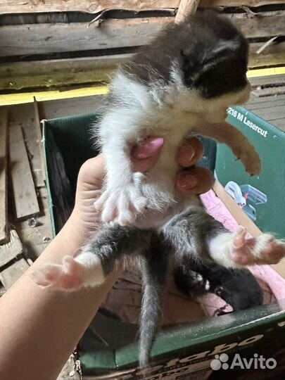 Котята в добрые руки