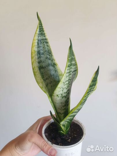 Эпипремнум, алоказия, сансевиерия