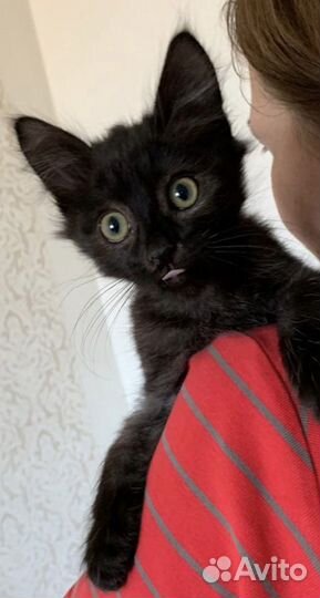 Котята Черные Пантерки в дар