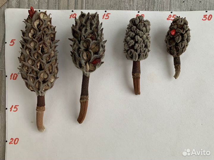 Шишки Магнолии