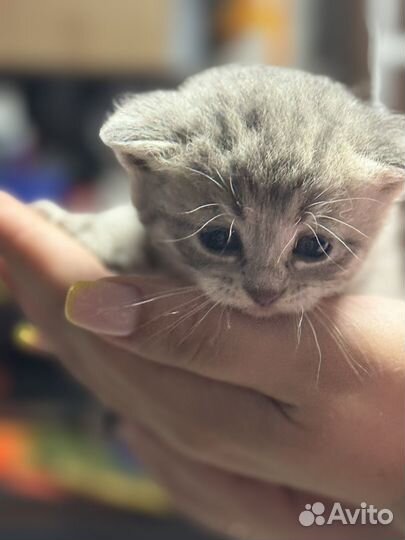 Отдам кота в добрые руки