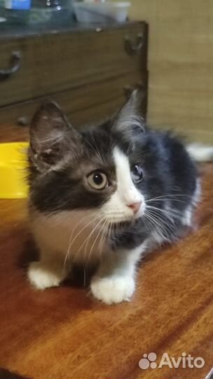 Котята всех расцветок