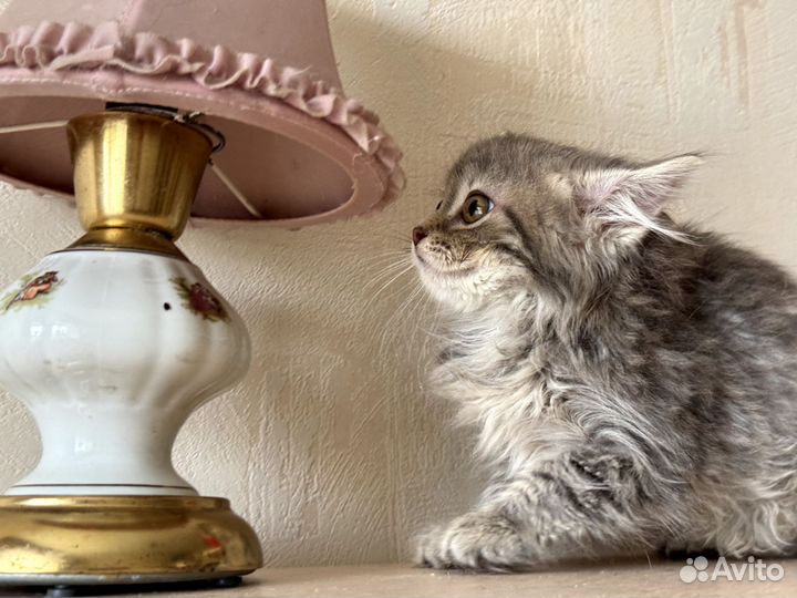 Пушистый котёнок ищет дом