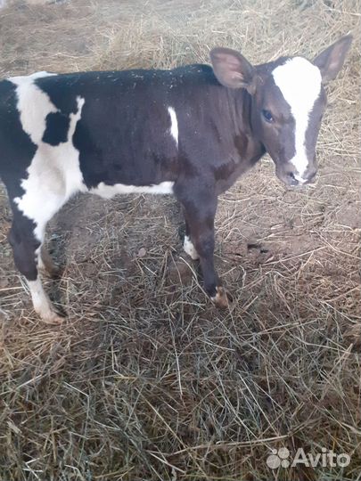 Теленок от высоко удойной коровы
