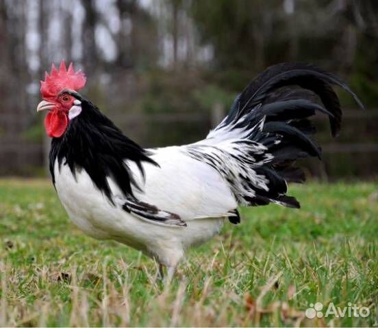 Яйцо породы Лакенфельдер