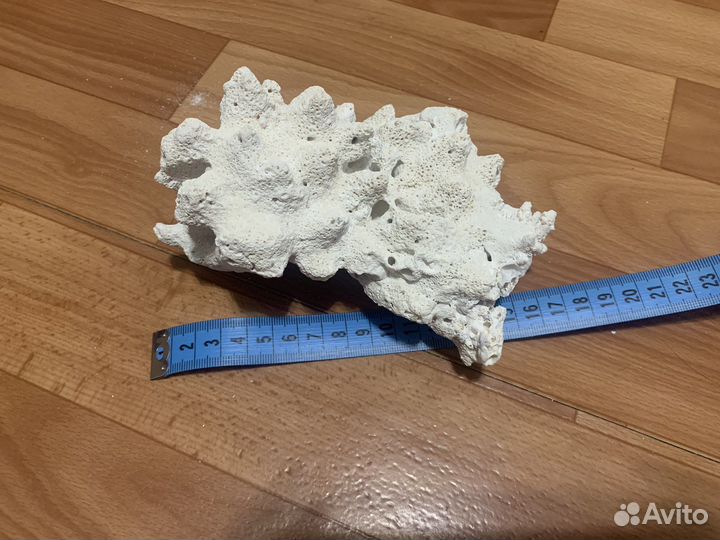 Коралл Мальдивы