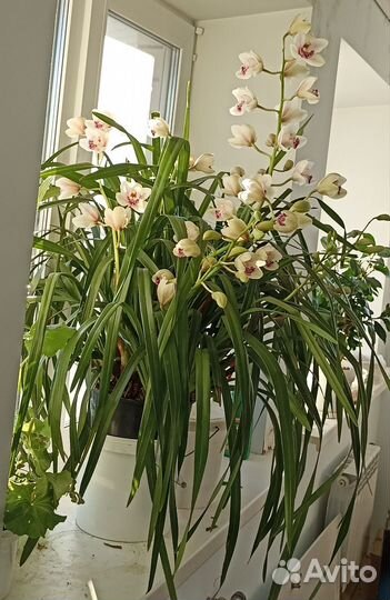 Орхидея цимбидиум