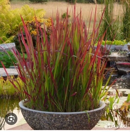 Императа ред барон