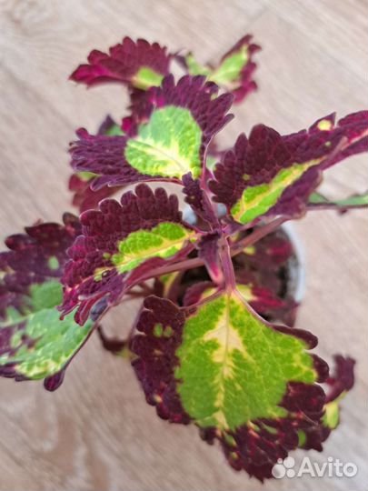 Колеусы и хосты