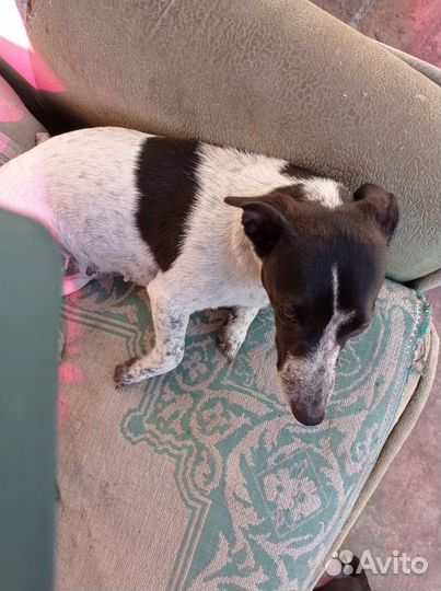 Маленькая собака