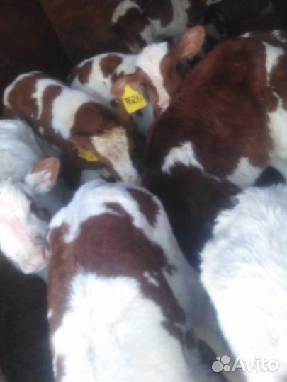 Бычки телята телки