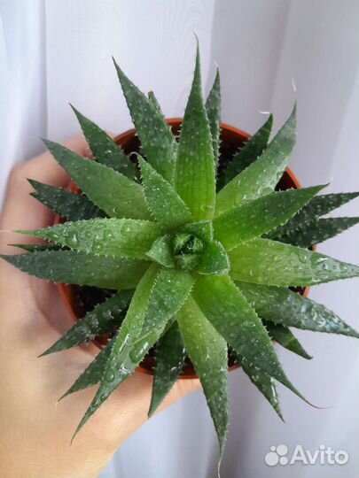 Алоэ остистое